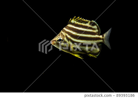Young fish of Kagoshimai Young fish of Kagoshimai 89393186