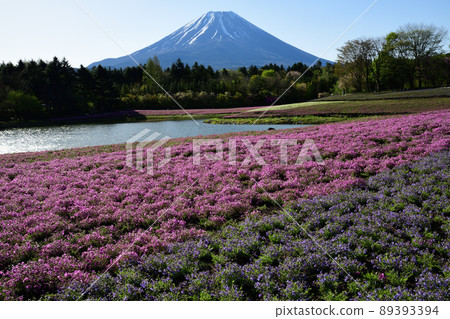 Fuji Shiba Cherry Blossom Festival <Lake Motosu> Fuji Shiba Cherry Blossom Festival <Lake Motosu> 89393394