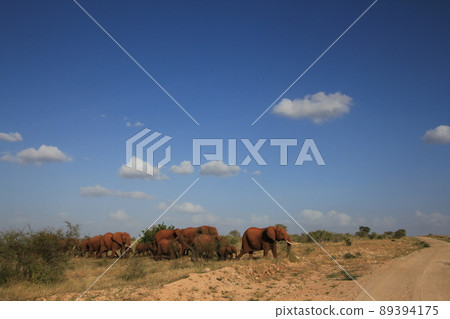 一群大像開始過馬路 89394175