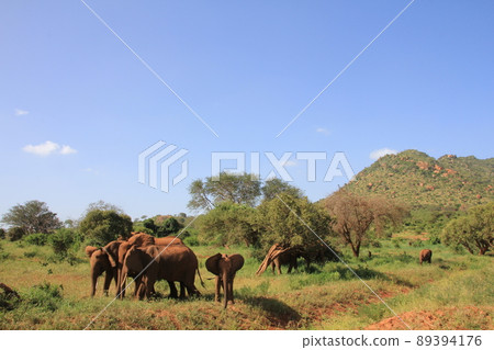 非洲大象家庭 非洲大象家庭 89394176