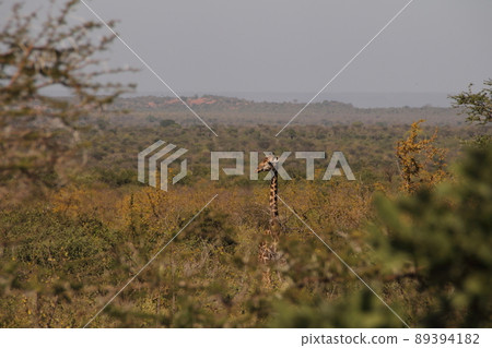 長頸鹿比樹還高 89394182