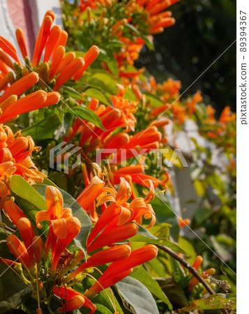 Close up shot of Campsis radicans blossom 89394367