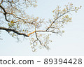 Earth Day concept with tropical forest background, natural sence with canopy tree in the wild. 89394428