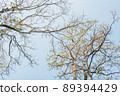 Earth Day concept with tropical forest background, natural sence with canopy tree in the wild. 89394429