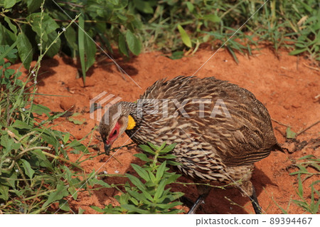 African Kenya yellow-necked spurfowl 89394467