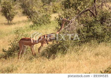 Gerenuk 的美麗姐妹 89394585