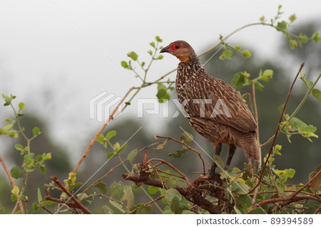 Yellow-necked spurfowl on a tree 89394589