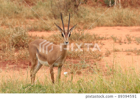 細角是格蘭瞪羚的雌性 89394591
