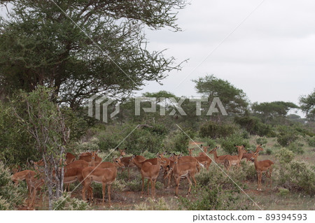 Impala female herd 89394593