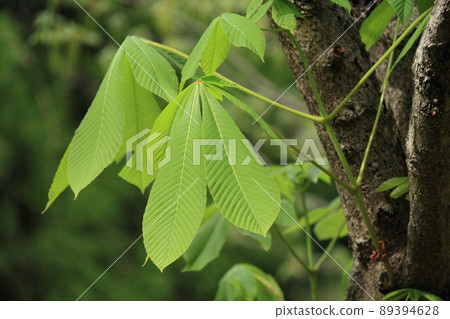 Wildflowers and wildflowers blooming on the roadside and rice fields 89394628