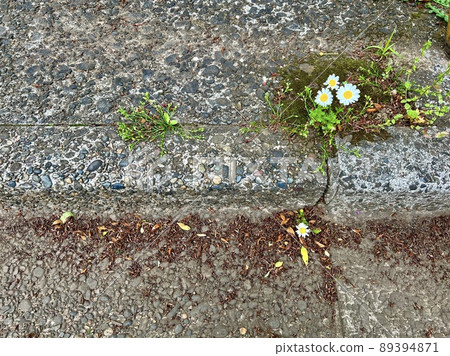 A small white flower that seems to be the North Pole is blooming on the roadside / The flowers A small white flower that seems to be the North Pole is blooming on the roadside / The flowers 89394871