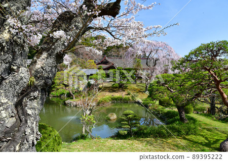 宮城縣鹽釜神社鹽釜神社鹽釜神社的櫻花 宮城縣鹽釜神社鹽釜神社鹽釜神社的櫻花 89395222