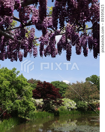 《栃木縣足利花卉公園》 葡萄般盛開的八富士 《栃木縣足利花卉公園》 葡萄般盛開的八富士 89395625