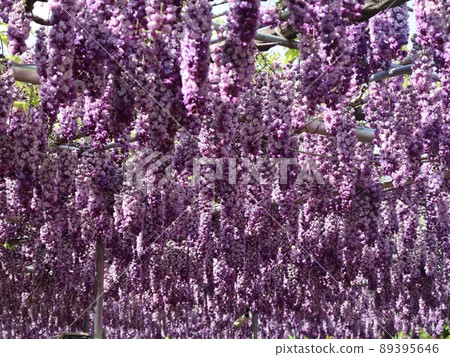 《Ashikaga Flower Park, Tochigi Prefecture》 Yaefuji blooming like grapes 89395646