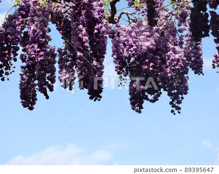 《Ashikaga Flower Park, Tochigi Prefecture》 Yaefuji blooming like grapes 89395647