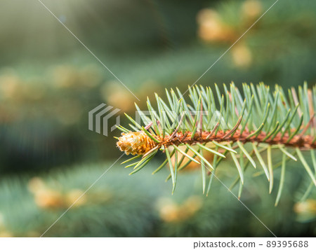 Fir branches with fresh shoots in spring. 89395688