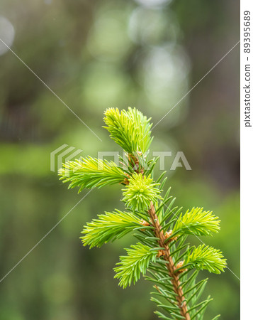 Fir branches with fresh shoots in spring. Fir branches with fresh shoots in spring. 89395689