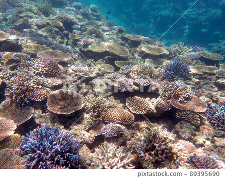 復活的珊瑚 89395690