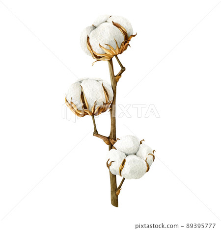 Cotton plant stem. Watercolor illustration. Hand drawn organic cotton element. White fluffy agriculture gossypium plant. Isolated on white background 89395777