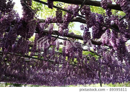《栃木縣足利花卉公園》 葡萄般盛開的八富士 《栃木縣足利花卉公園》 葡萄般盛開的八富士 89395811
