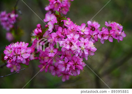 It blooms in spring 89395881