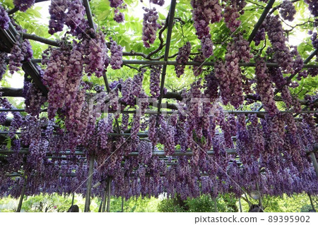 《栃木縣足利花卉公園》 葡萄般盛開的八富士 《栃木縣足利花卉公園》 葡萄般盛開的八富士 89395902