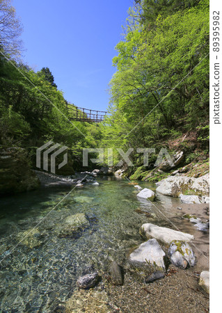 德島縣三好市 奧祖谷 雙神橋 男橋和祖谷溪谷 89395982