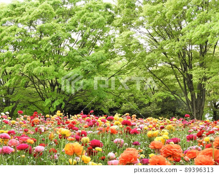 罌粟 罌粟 89396313