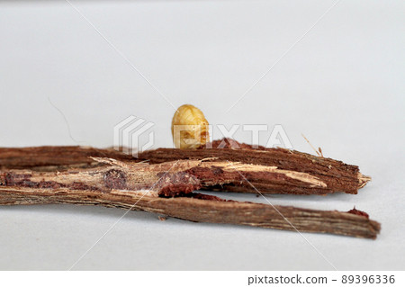 Natural'boke's that inhabited wild grapes Natural'boke's that inhabited wild grapes 89396336