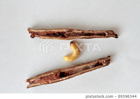 Natural'boke's that inhabited wild grapes Natural'boke's that inhabited wild grapes 89396344