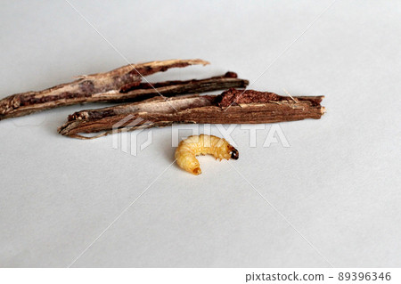 Natural'boke's 棲息在野葡萄上 89396346