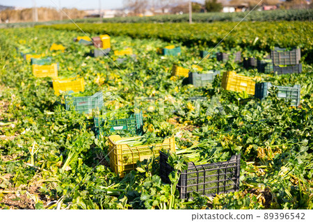 Abundance of fresh green celery harvest on plantation Abundance of fresh green celery harvest on plantation 89396542