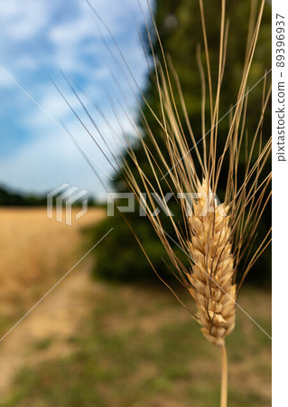 Ear of barley isolated from the background, Parma, Italy 89396937