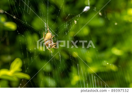 Araneus 蜘蛛 (Araneus 蜘蛛) Araneus 蜘蛛 (Araneus 蜘蛛) 89397532
