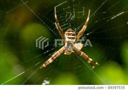 Predation of Argiope minuta (juvenile) Predation of Argiope minuta (juvenile) 89397535