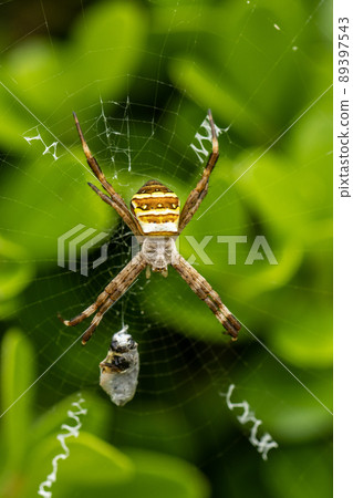 Predation of Argiope minuta (juvenile) Predation of Argiope minuta (juvenile) 89397543