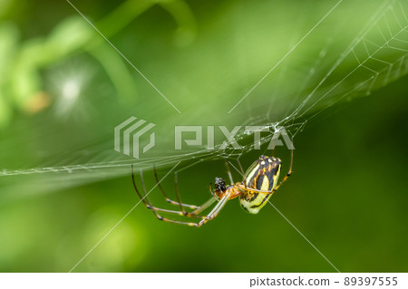 Predation of Leucauge blica spider Predation of Leucauge blica spider 89397555