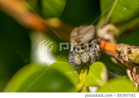 Jumping spider (jumping spider) 89397591