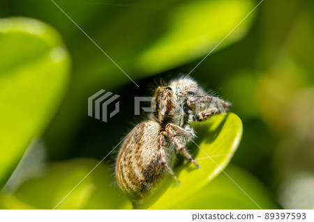 Jumping spider (jumping spider) Jumping spider (jumping spider) 89397593