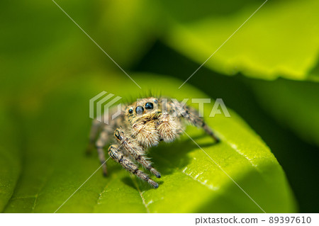 Jumping spider (cat fly) 89397610