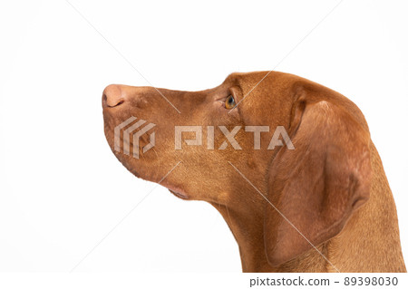 Female dog looks up. Hungarian shorthaired gelding's head. Female dog looks up. Hungarian shorthaired gelding's head. 89398030