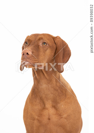 Portrait - front view Female dog. Hungarian Shorthaired Pointed Dog - head. Portrait - front view Female dog. Hungarian Shorthaired Pointed Dog - head. 89398032