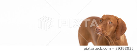 Front panoramic view of Female dog. Hungarian shorthaired gelding - head and torso. 89398033