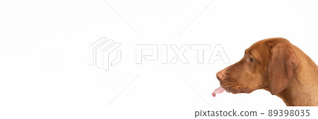 Female dog sticks her tongue out of her mouth. Hungarian shorthaired gelding's head. Panorama. Female dog sticks her tongue out of her mouth. Hungarian shorthaired gelding's head. Panorama. 89398035