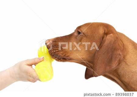 Female dog sniffs a fed bone. The Hungarian Shorthaired Pointer's head. Female dog sniffs a fed bone. The Hungarian Shorthaired Pointer's head. 89398037