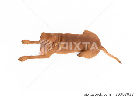 Mountain view of a reclining Female dog lying on a white background. Mountain view of a reclining Female dog lying on a white background. 89398038