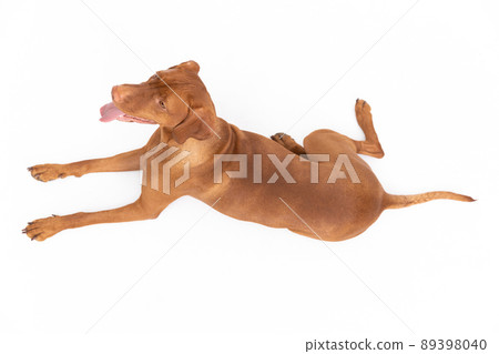 Mountain view of a reclining Female dog lying on a white background. Mountain view of a reclining Female dog lying on a white background. 89398040