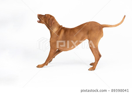 Hunting dog - a Hungarian gelding stands and barks. Isolated from the background. 89398041