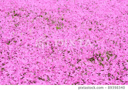 薄荷櫻桃樹 89398340