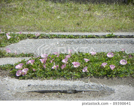 Kemigawa beach sandy beach daytime pink flowers 89398641